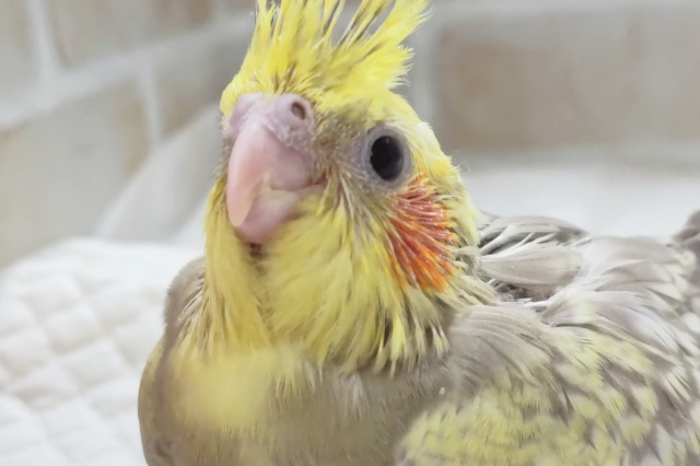 オカメインコ