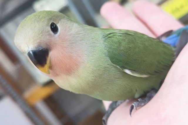 コザクラインコ（小桜インコ）