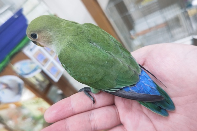 コザクラインコ（小桜インコ）