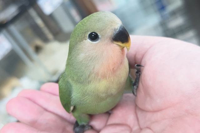 コザクラインコ（小桜インコ）