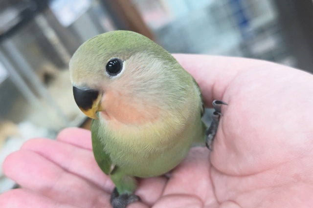 コザクラインコ（小桜インコ）