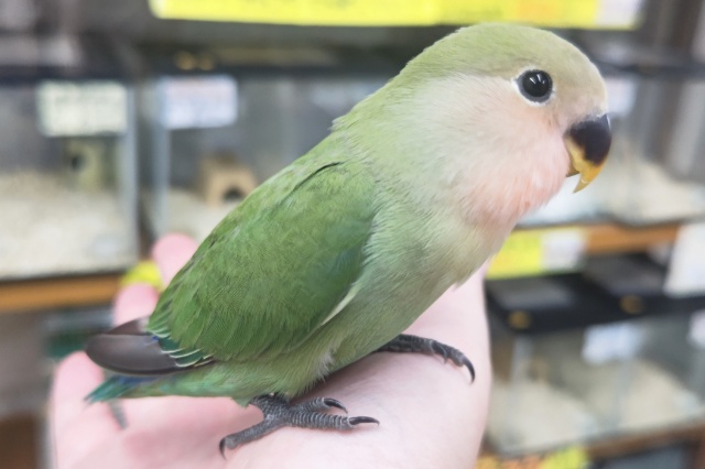 コザクラインコ（小桜インコ）