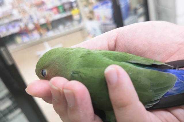 コザクラインコ（小桜インコ）