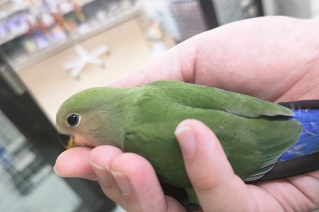 コザクラインコ（小桜インコ）