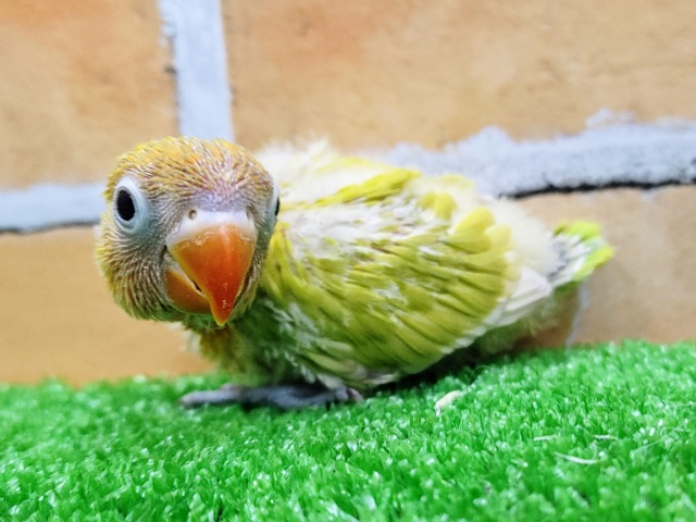 ヤマブキボタンインコ