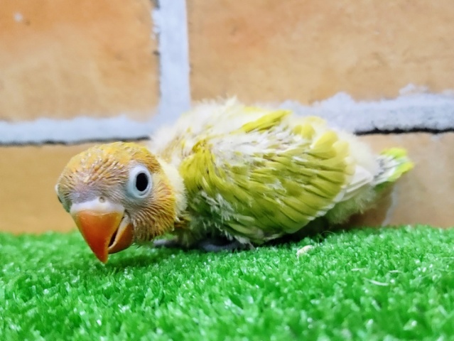 ヤマブキボタンインコ