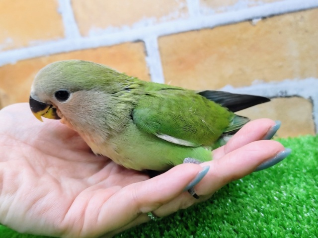コザクラインコ（小桜インコ）