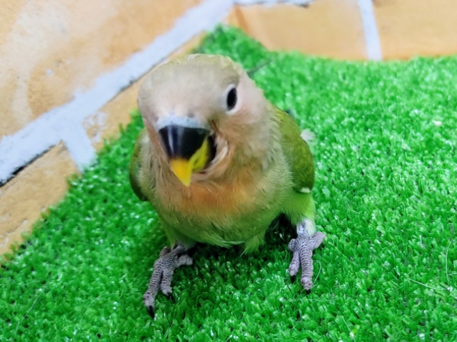コザクラインコ（小桜インコ）