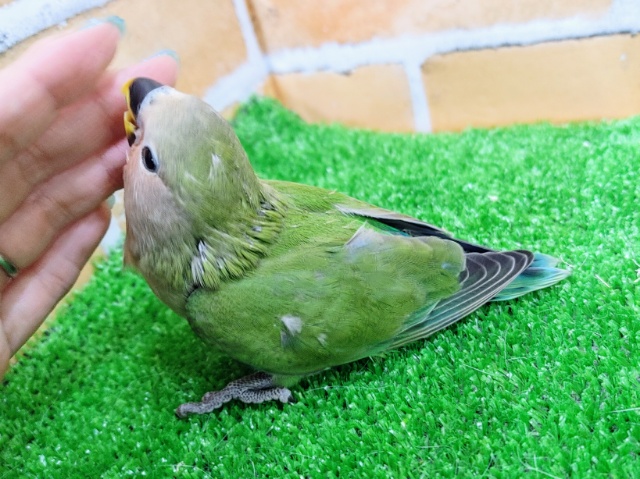コザクラインコ（小桜インコ）