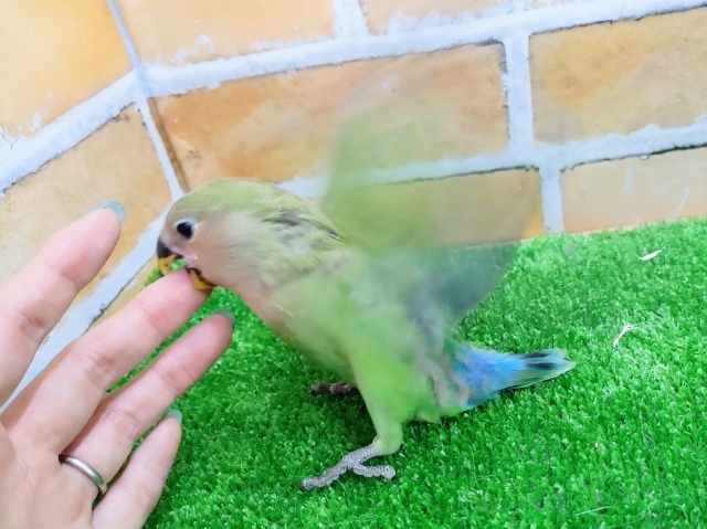 コザクラインコ（小桜インコ）