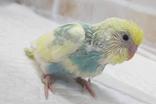 セキセイインコ