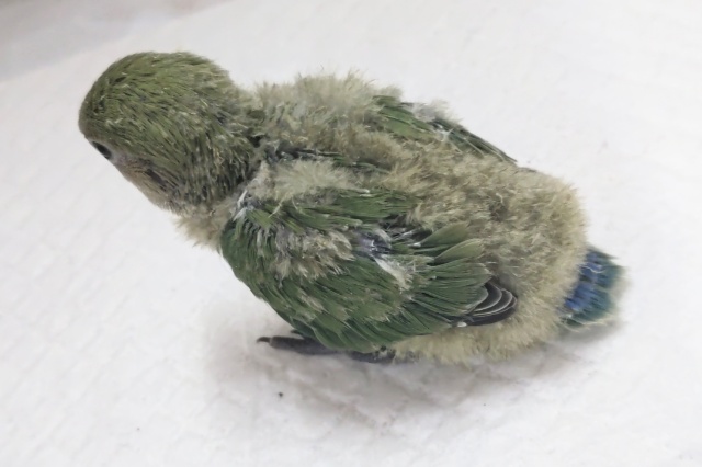 コザクラインコ（小桜インコ）