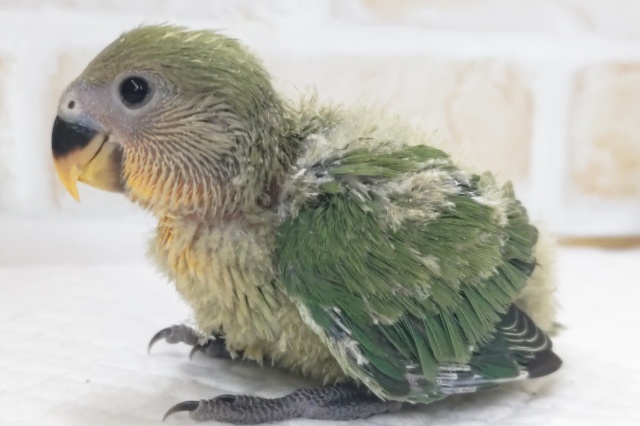 コザクラインコ（小桜インコ）