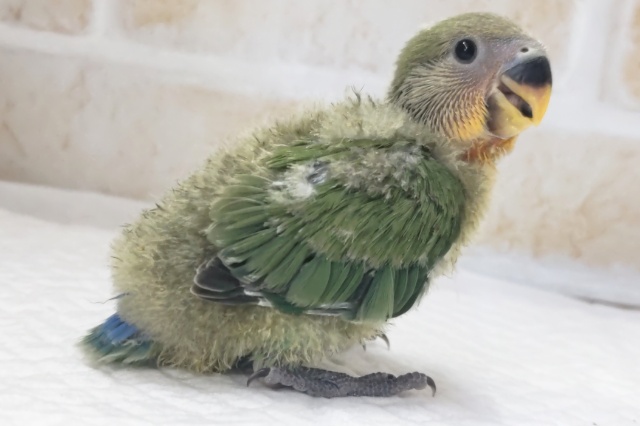 コザクラインコ（小桜インコ）