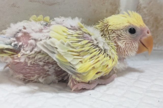 コザクラインコ（小桜インコ）