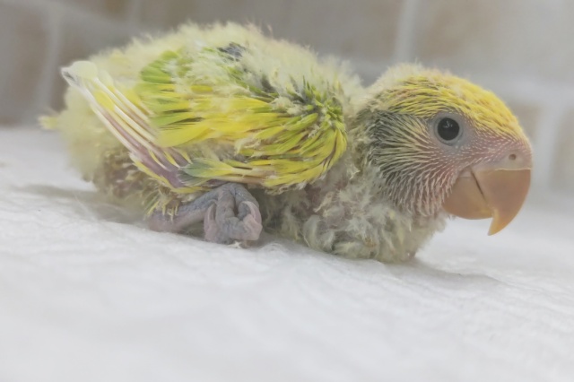 コザクラインコ（小桜インコ）