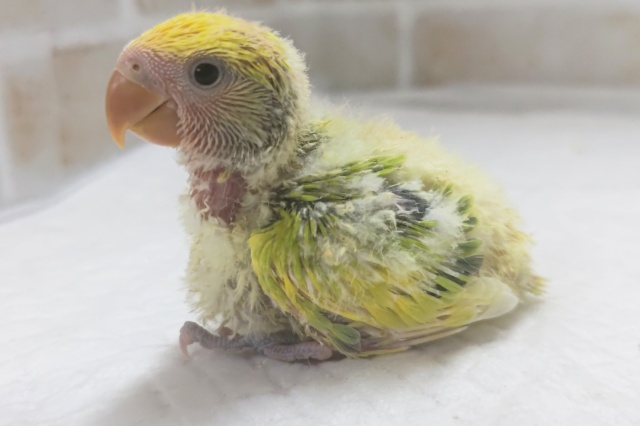 コザクラインコ（小桜インコ）