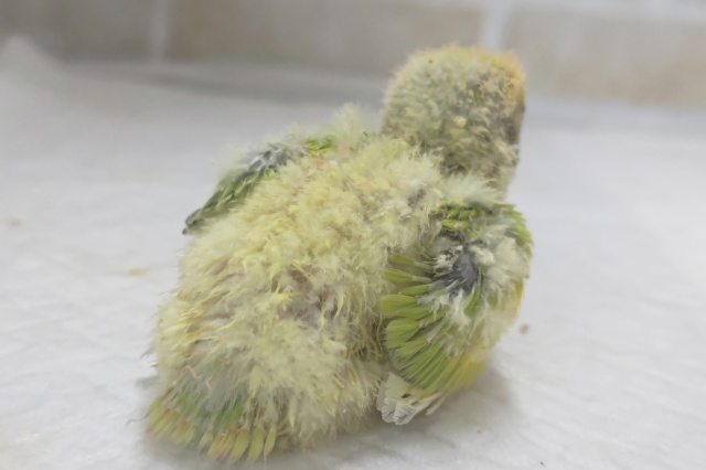 コザクラインコ（小桜インコ）