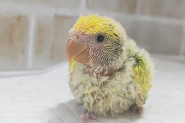 コザクラインコ（小桜インコ）