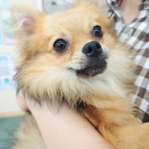 ポメチー（ポメチワ）