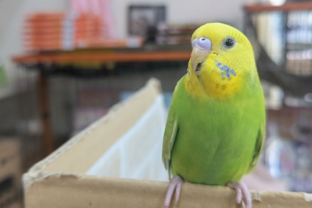 セキセイインコ