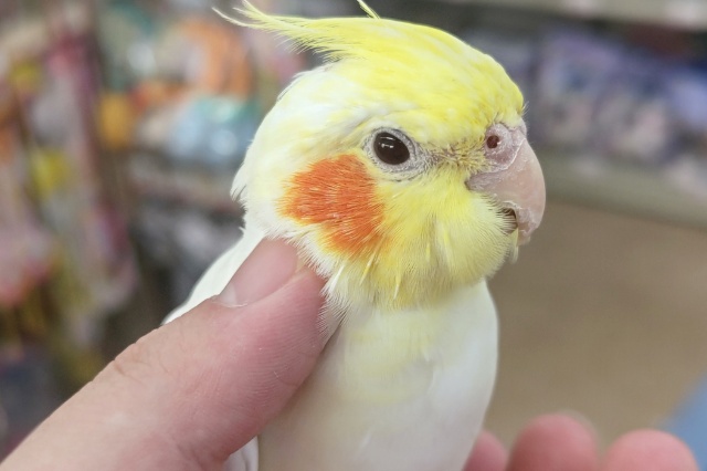 オカメインコ