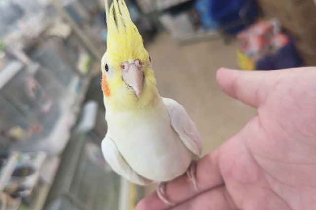 オカメインコ