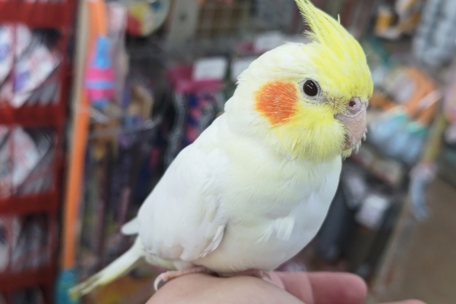 オカメインコ