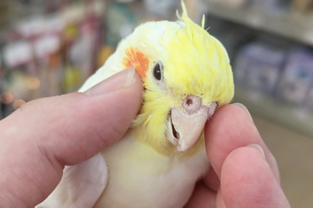 オカメインコ