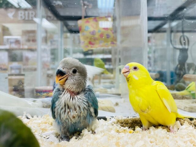 コザクラインコ（小桜インコ）
