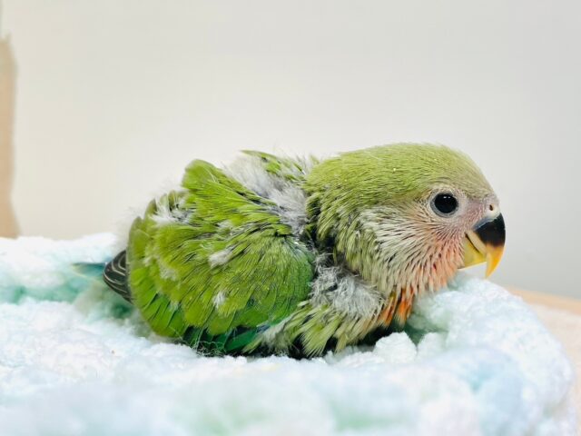 コザクラインコ（小桜インコ）