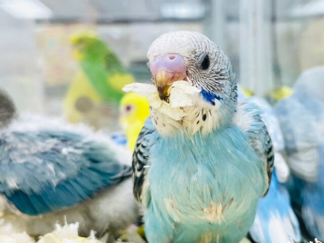 セキセイインコ