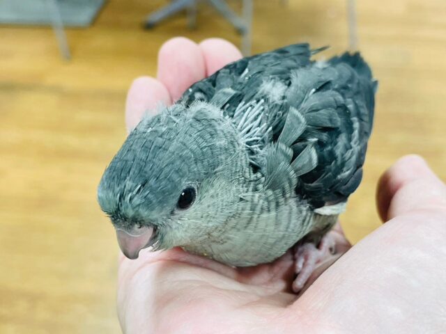 サザナミインコ