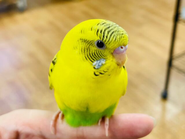 セキセイインコ
