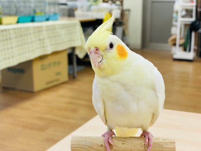 オカメインコ