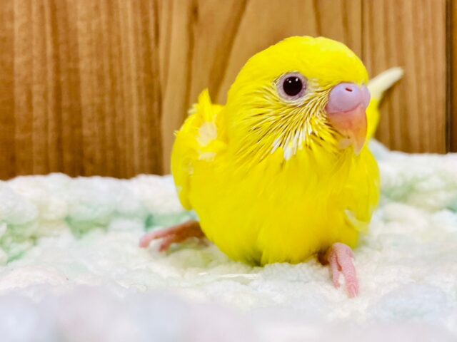 セキセイインコ