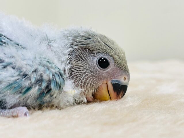 コザクラインコ（小桜インコ）