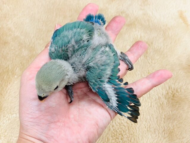 コザクラインコ（小桜インコ）