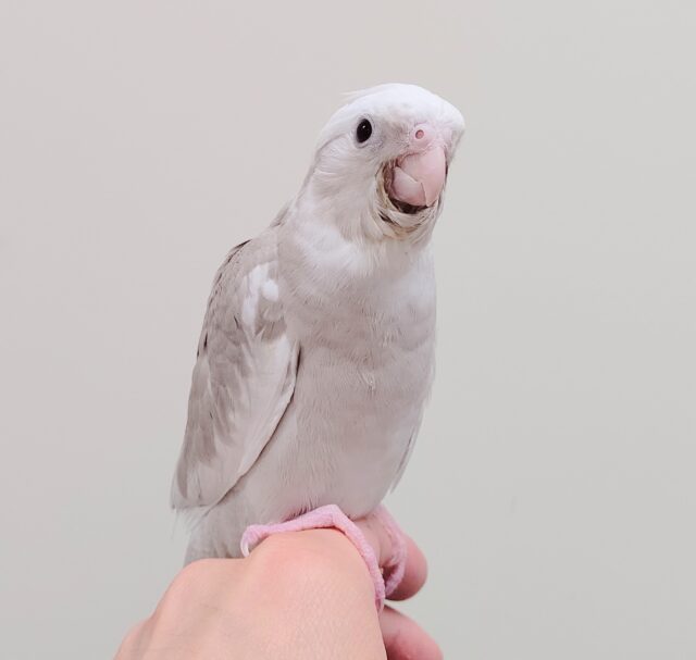 オカメインコ