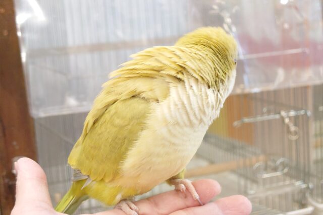 オキナインコ