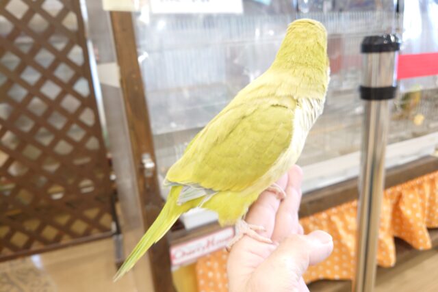 オキナインコ