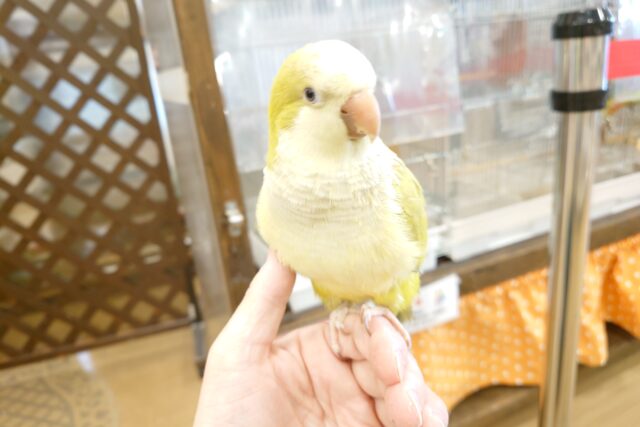 オキナインコ