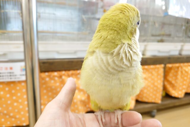 オキナインコ