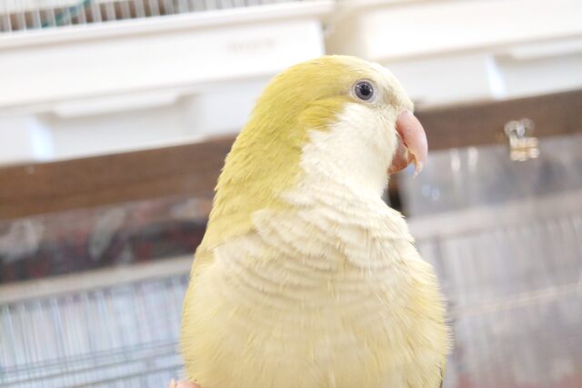 オキナインコ