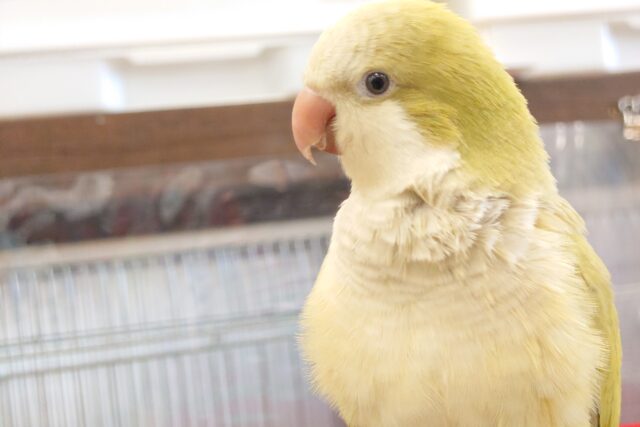 オキナインコ