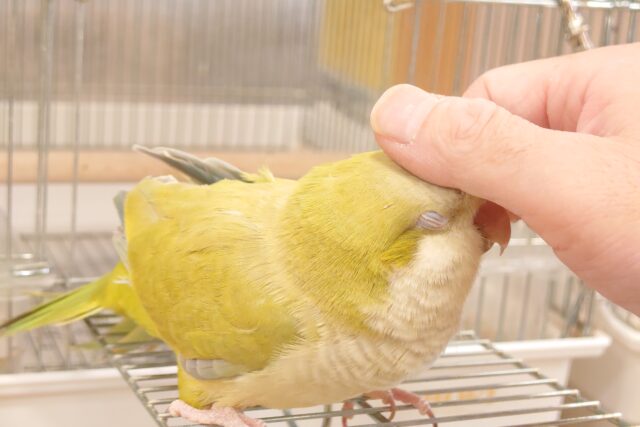 オキナインコ