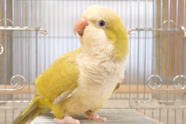 オキナインコ