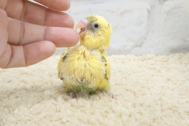 セキセイインコ