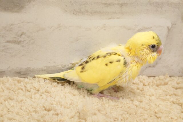 セキセイインコ