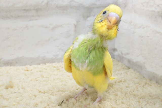 セキセイインコ